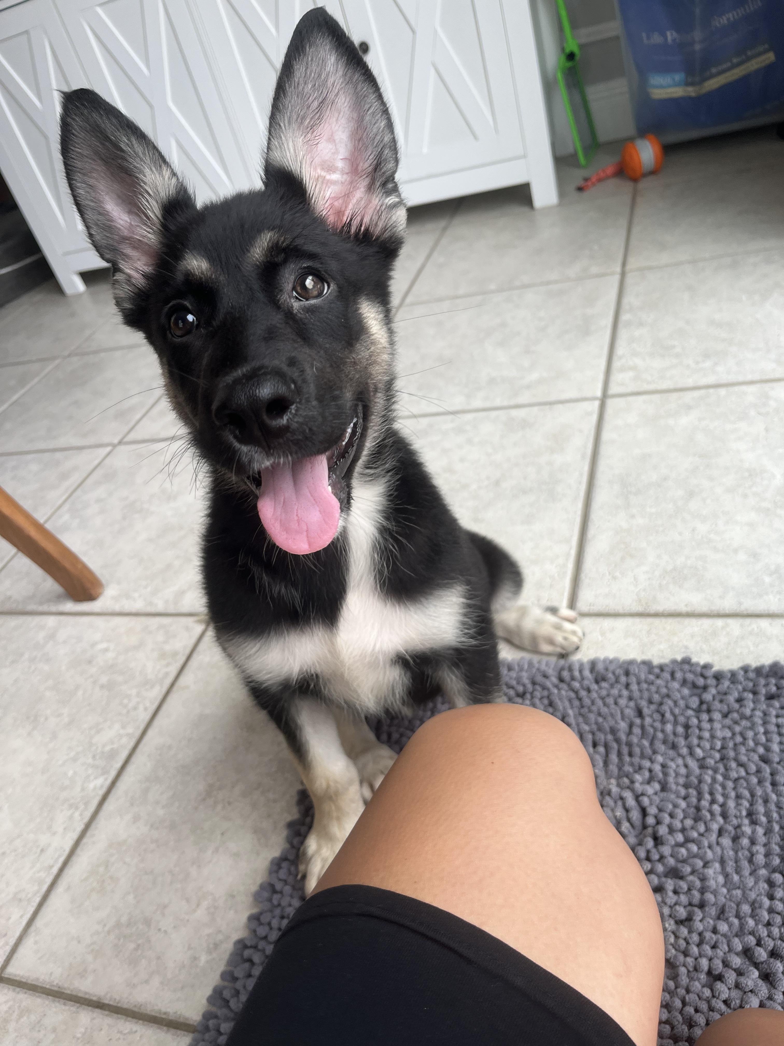 Kya, a ADOPTABLE mixed breed in Oceanport, NJ image 3/4