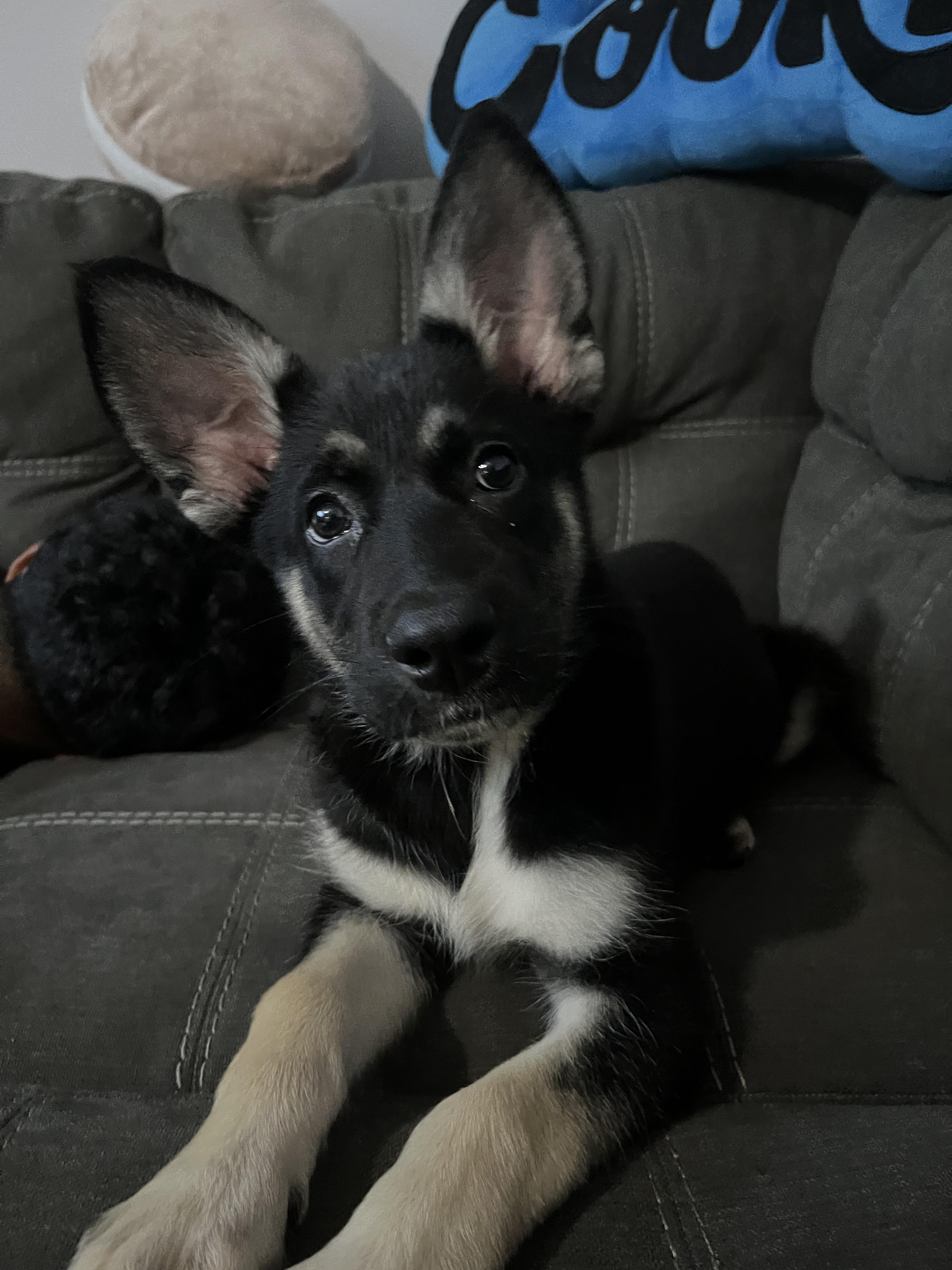 Kya, a ADOPTABLE mixed breed in Oceanport, NJ image 1/4