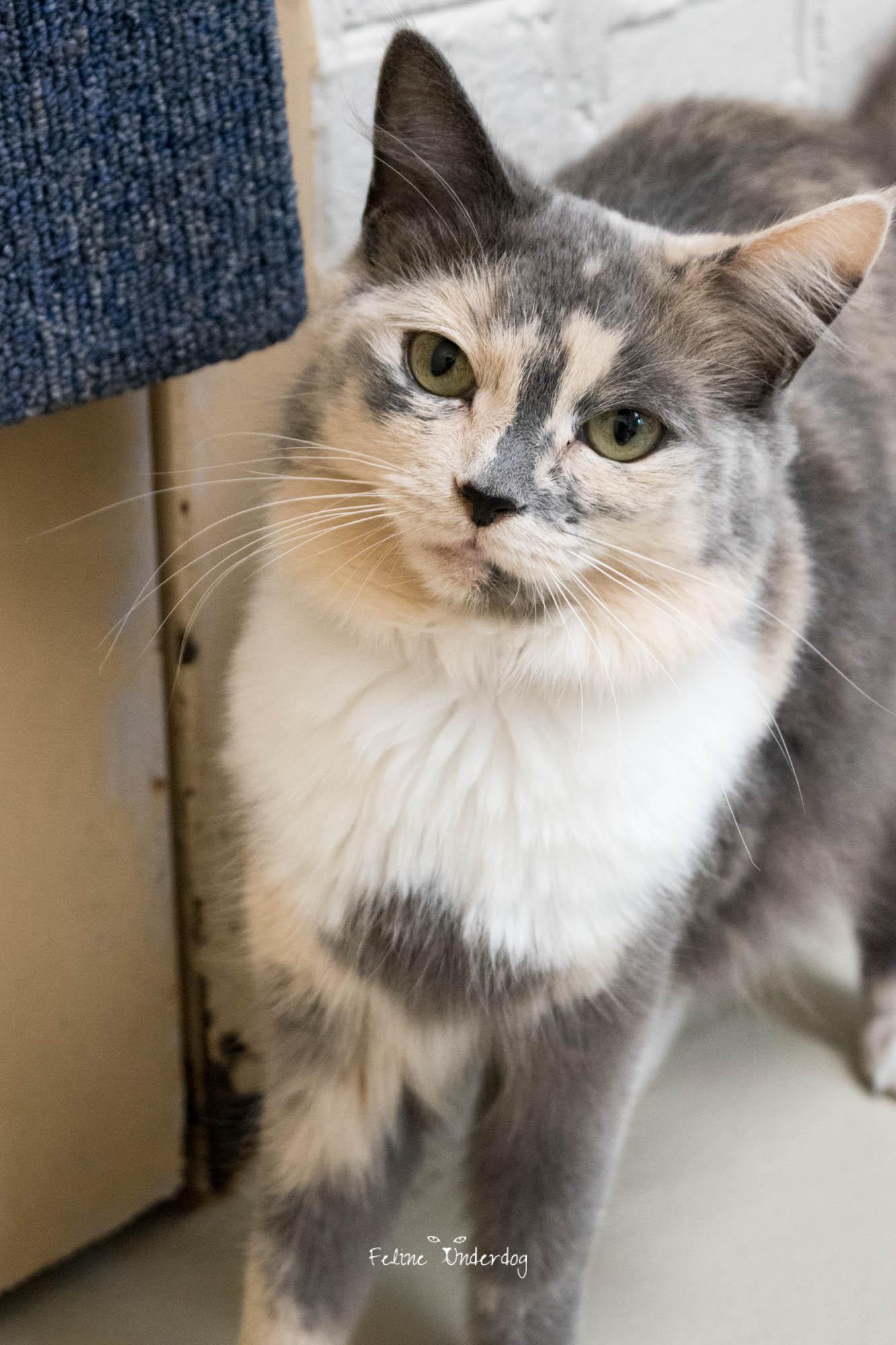 Enlarge 47587 - Ulla, a Adopted Domestic Short Hair in Ellicott City, MD image 1/3