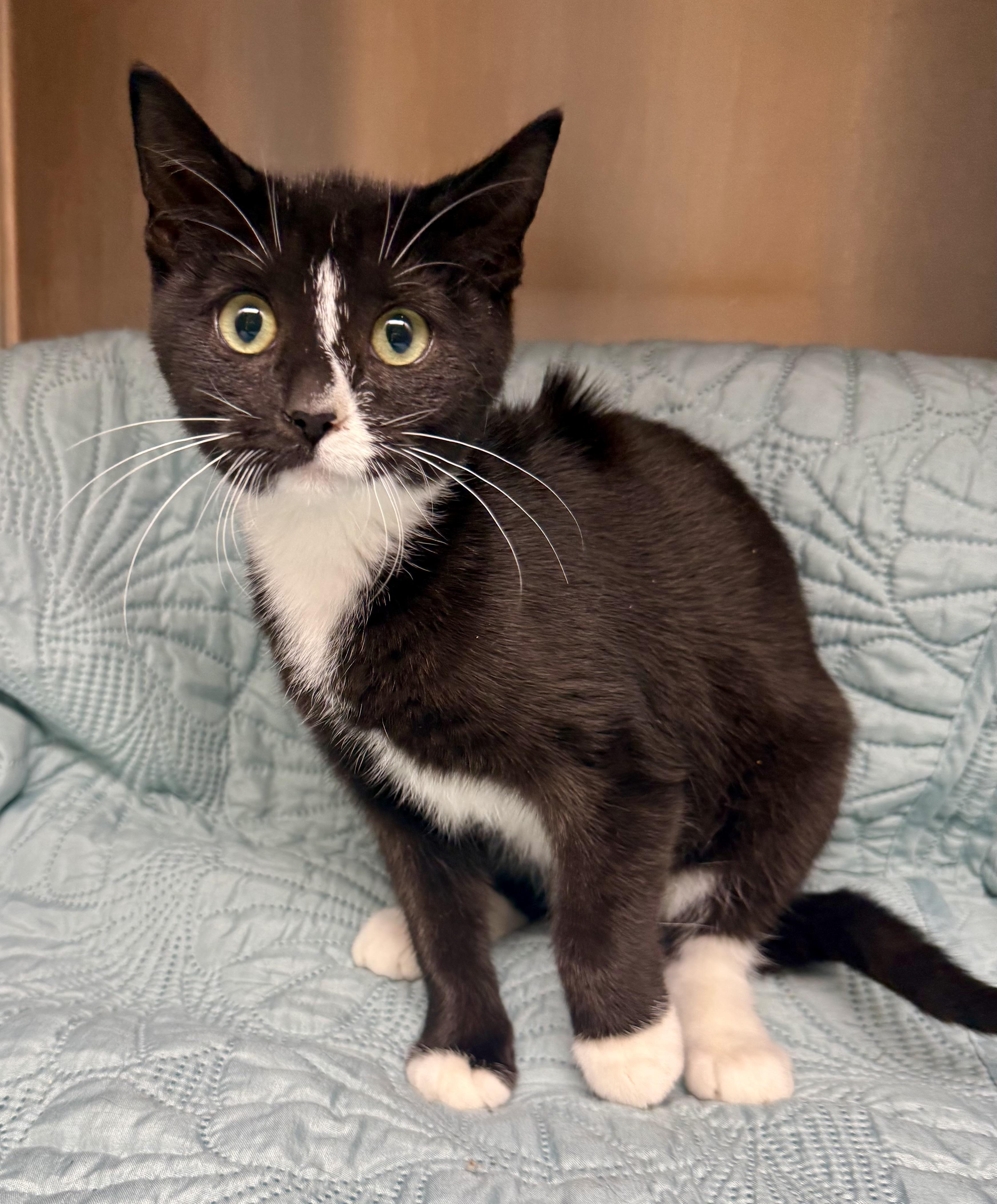 Enlarge Piper, a Adoptable Domestic Short Hair in Frewsburg, NY image 2/2