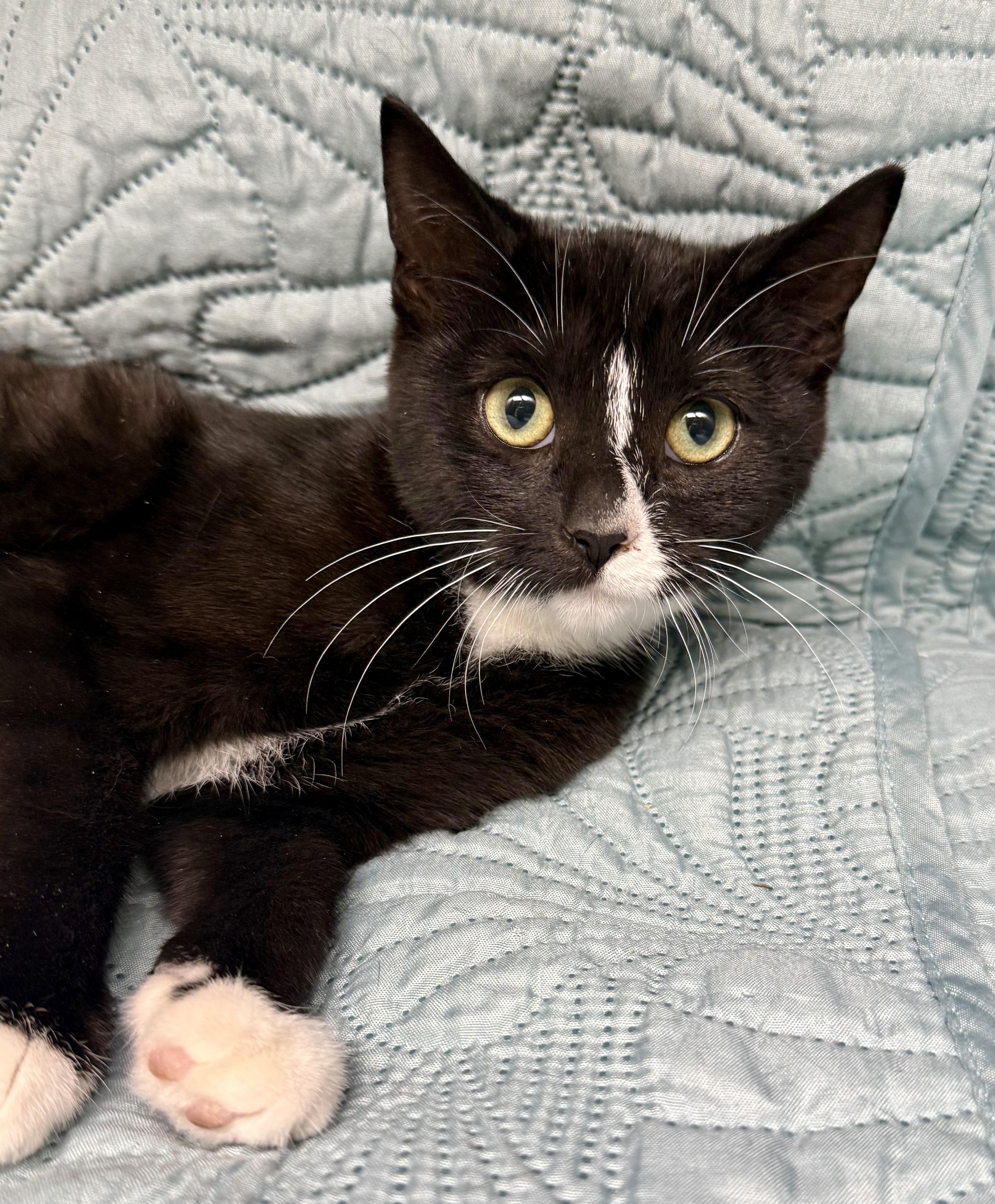 Piper, Adoptable, Kitten Female Domestic Short Hair.