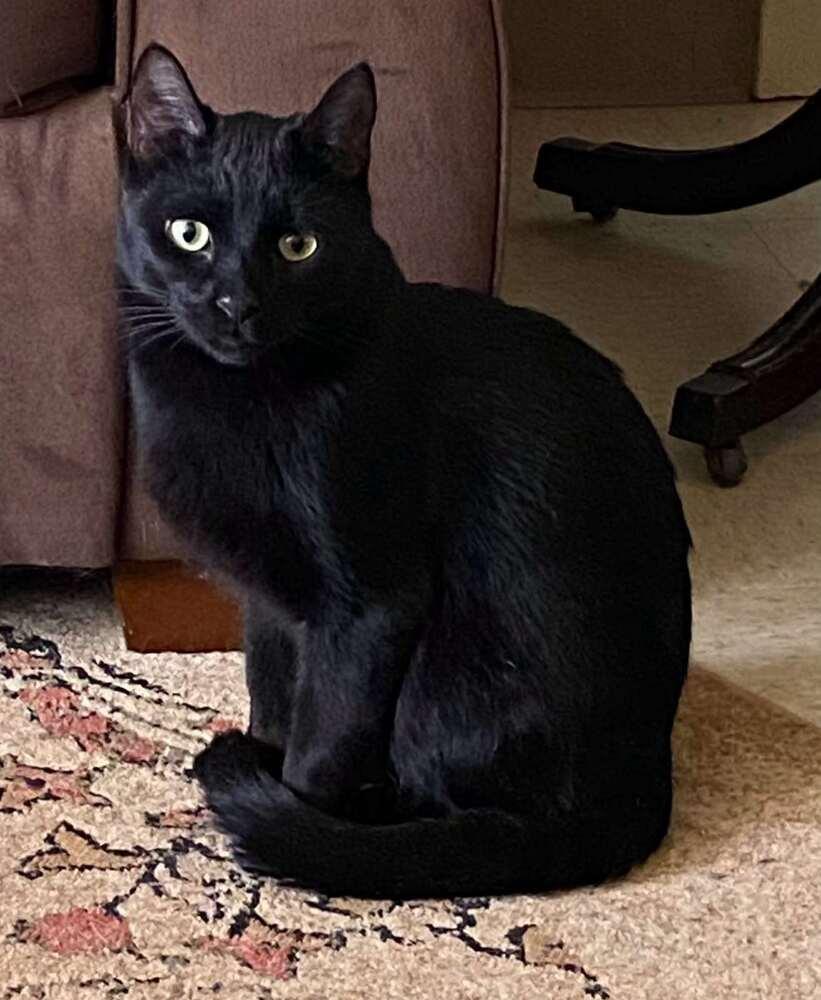 Stephanie's Coal, Adoptable, Adult Male Domestic Short Hair.