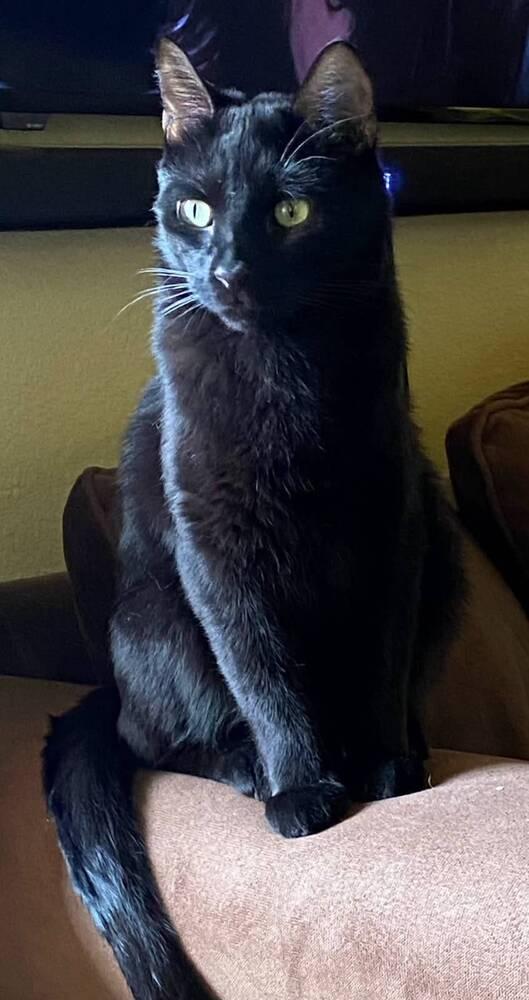 Stephanie's Coal, a Adoptable Domestic Short Hair in Los Lunas, NM image 2/4
