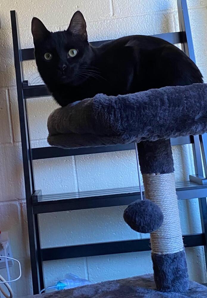 Stephanie's Coal, a Adoptable Domestic Short Hair in Los Lunas, NM image 3/4