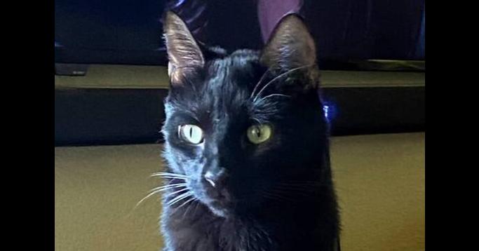 Stephanie's Coal, a Adoptable Domestic Short Hair in Los Lunas, NM image 4/4