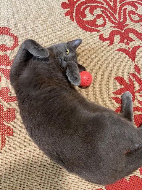 Courtesy List: Little Monkey, a Adoptable Domestic Short Hair in Broomall, PA image 1/3