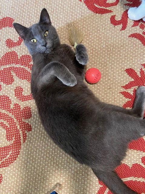 Courtesy List: Little Monkey, a Adoptable Domestic Short Hair in Broomall, PA image 2/3