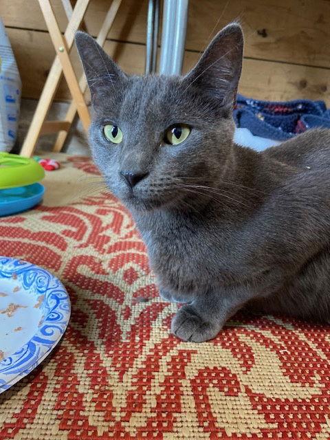 Courtesy List: Little Monkey, a Adoptable Domestic Short Hair in Broomall, PA image 3/3