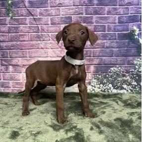Enlarge Crow, a Adoptable mixed breed in Fort Collins, CO image 1/1
