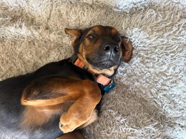 Beau