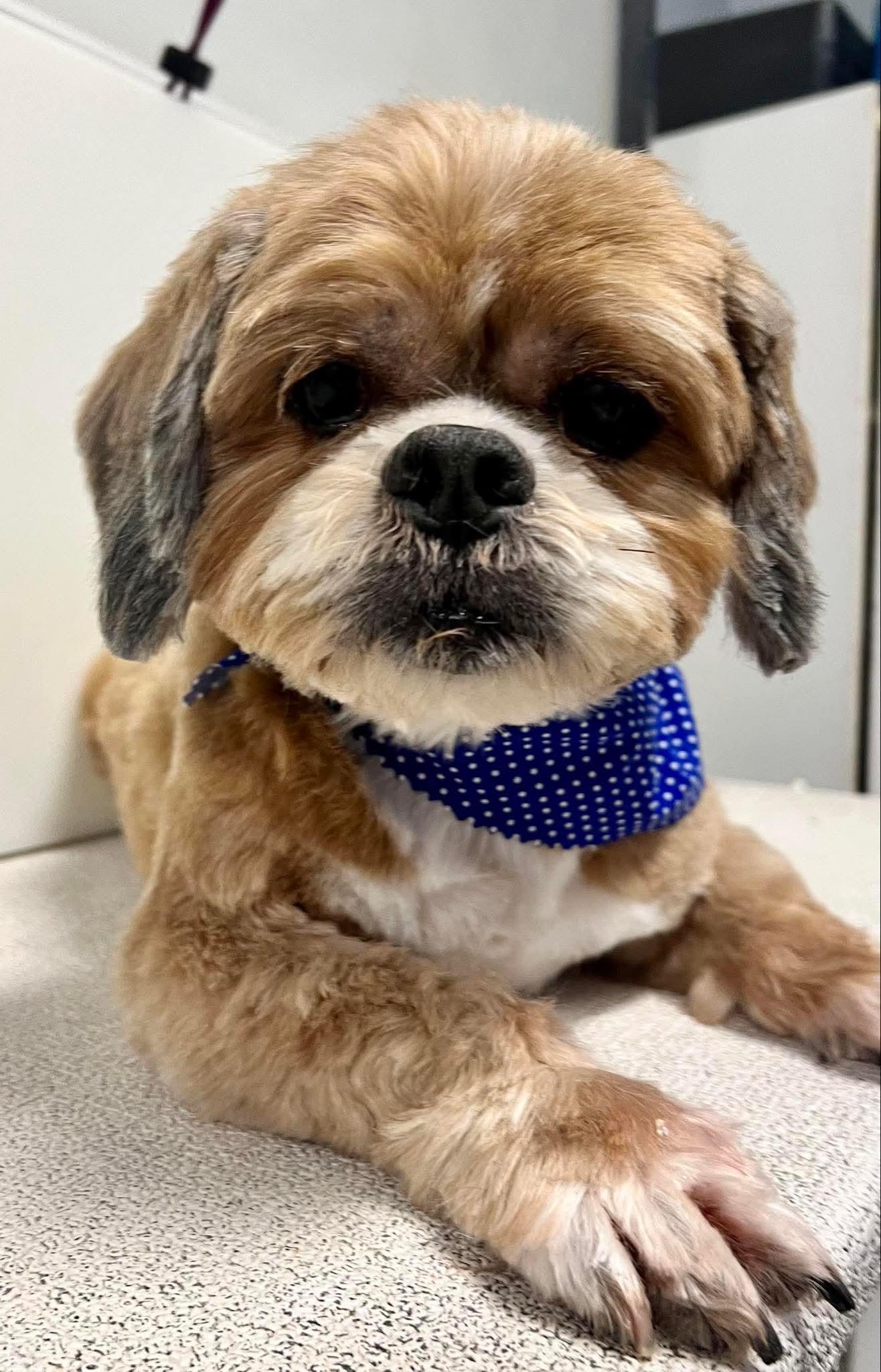 Enlarge Chewy, a Adoptable Lhasa Apso in Brandon, SD image 1/1