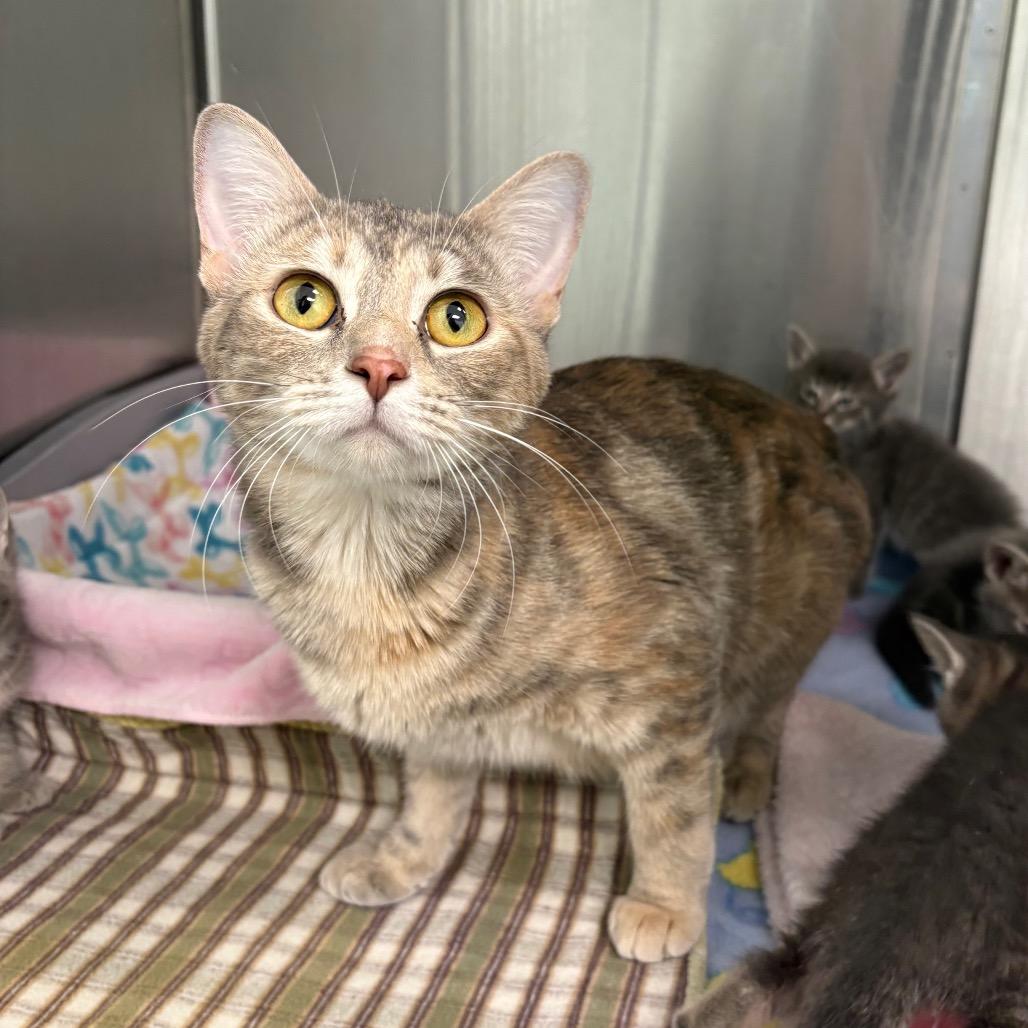 Pearl, Adoptable, Young Female Domestic Short Hair.
