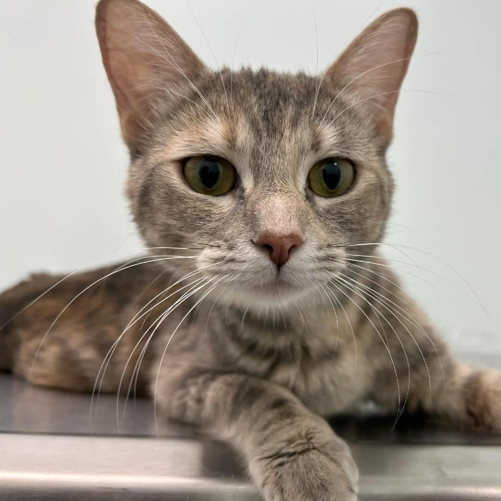 Enlarge Pearl, a Adoptable Domestic Short Hair in Saskatoon, SK image 2/3