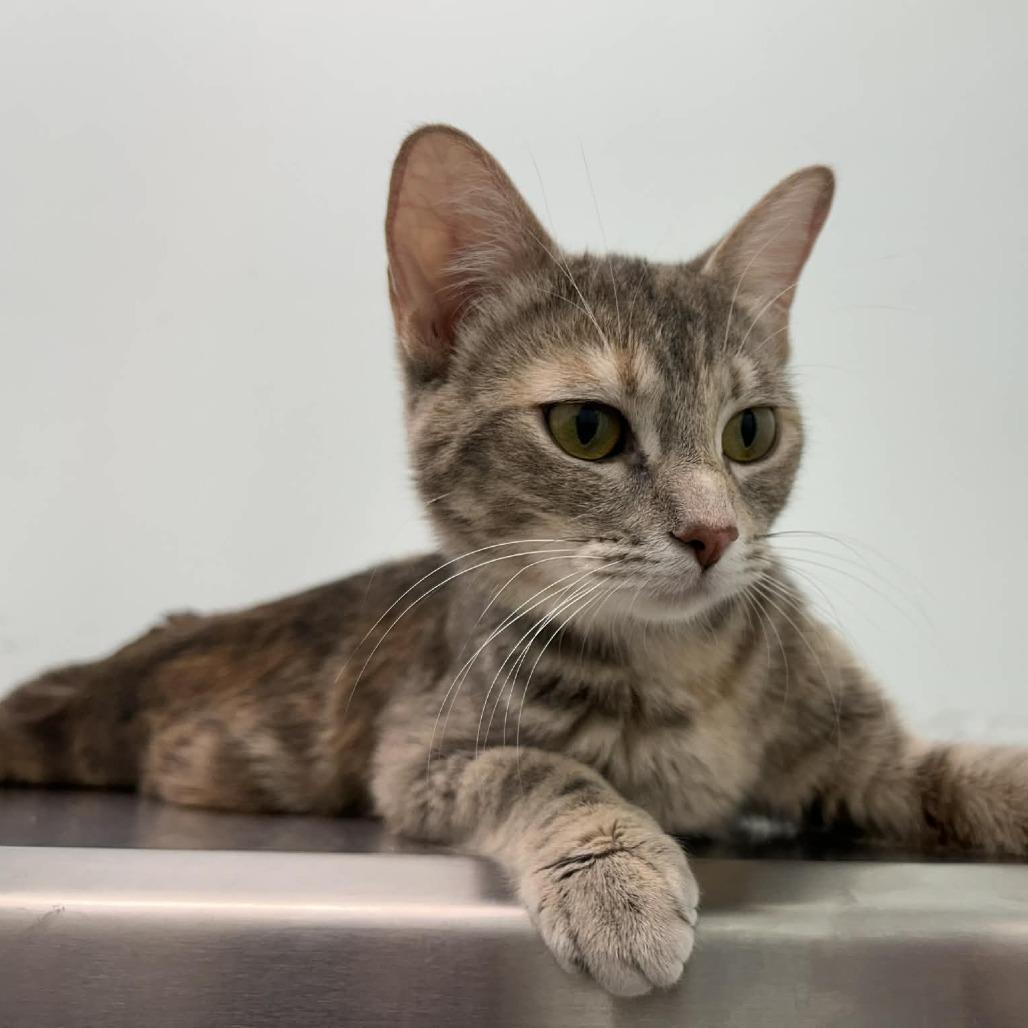 Enlarge Pearl, a Adoptable Domestic Short Hair in Saskatoon, SK image 3/3