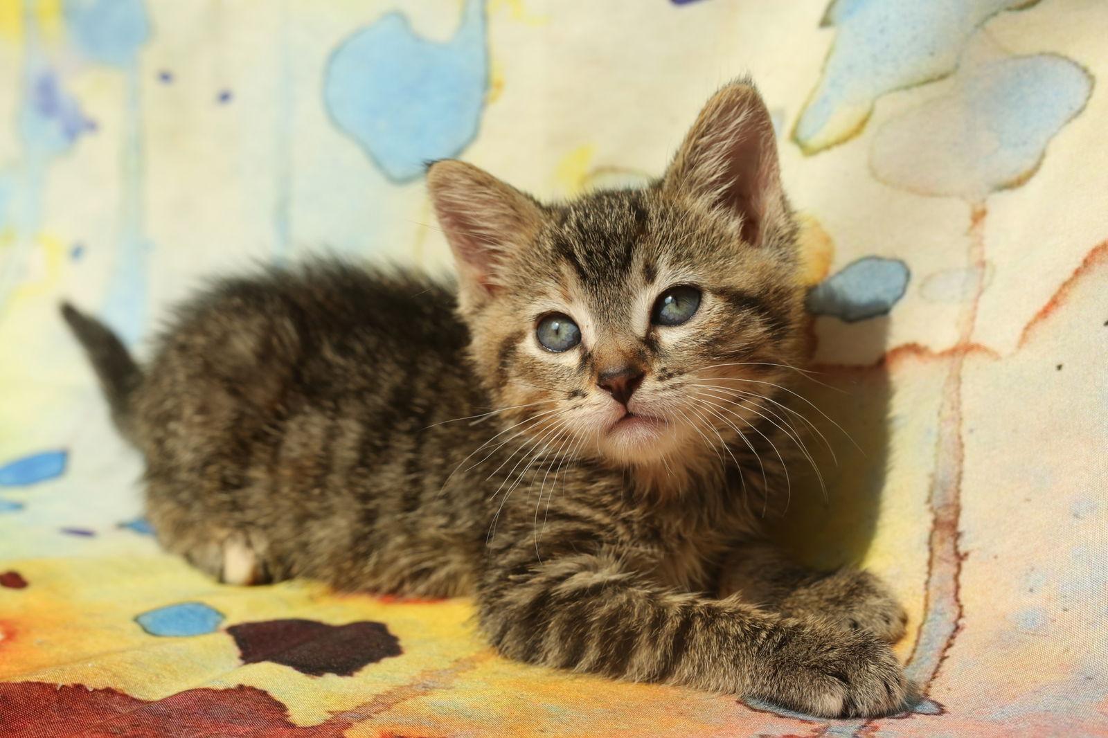 Terracotta (Adoption Pending), Adopted, Kitten Female Domestic Short Hair.