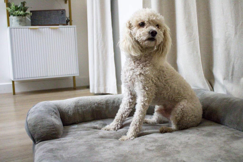 Ramen, Adoptable, Adult Male Poodle.