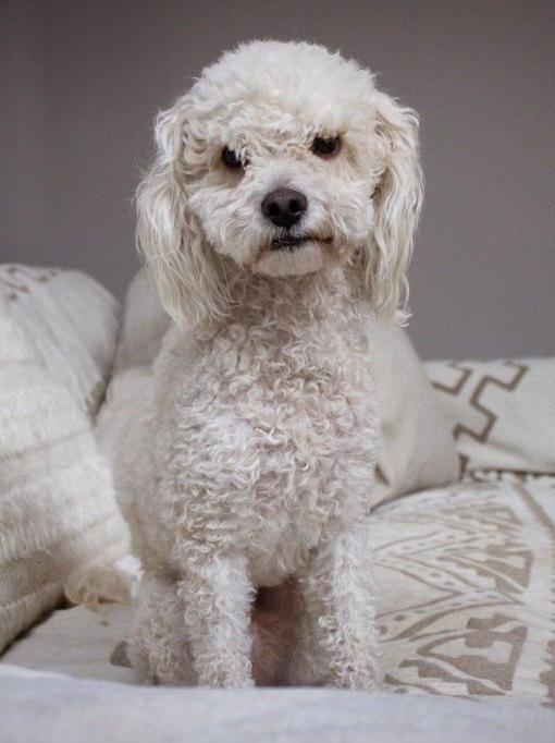 Ramen, Adoptable, Adult Male Poodle.