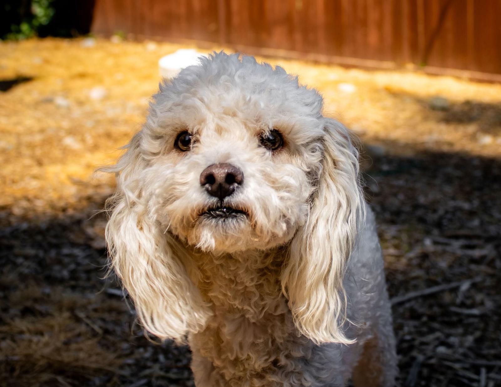 Enlarge Ramen, a Adoptable Poodle in Bothell, WA image 3/3