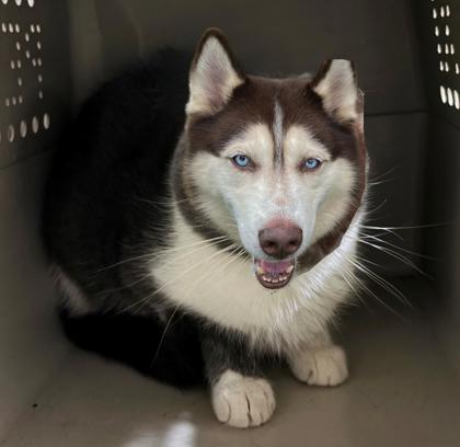 Enlarge Carl, a Adoptable mixed breed in New Hope, PA image 1/3