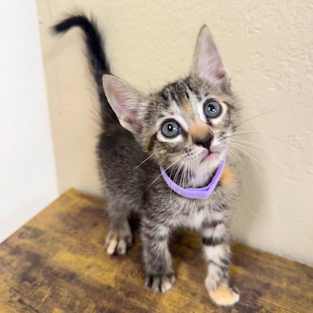 Enlarge LORETTA LYNN, a Adoptable Domestic Short Hair in Joshua Tree, CA image 3/3