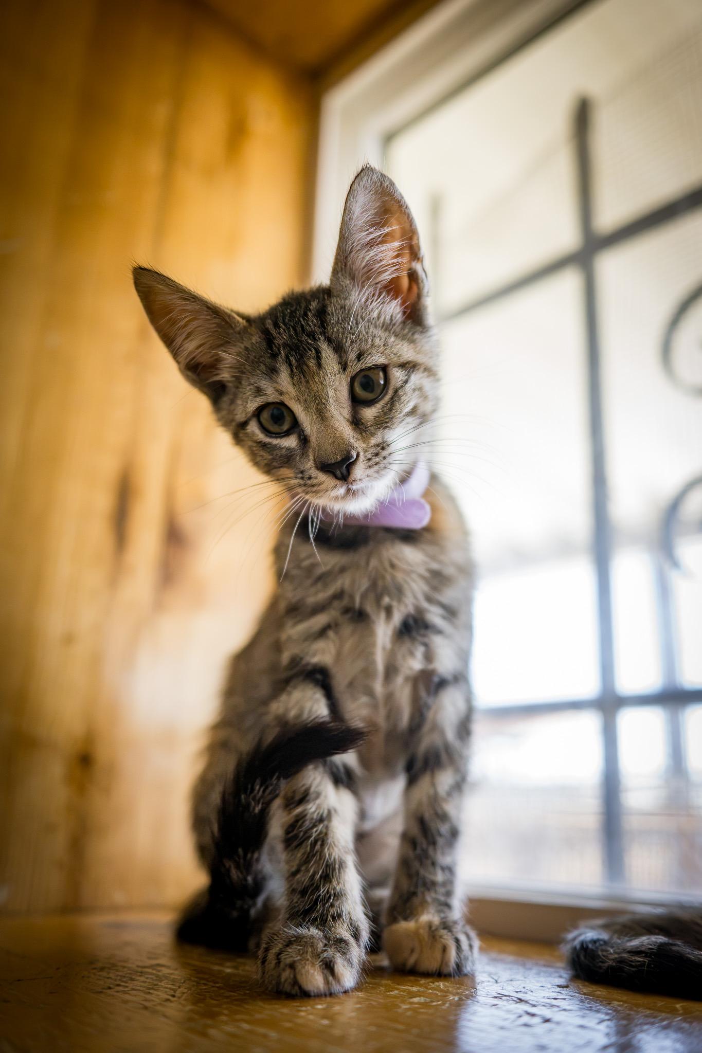 Enlarge LORETTA LYNN, a Adoptable Domestic Short Hair in Joshua Tree, CA image 2/3