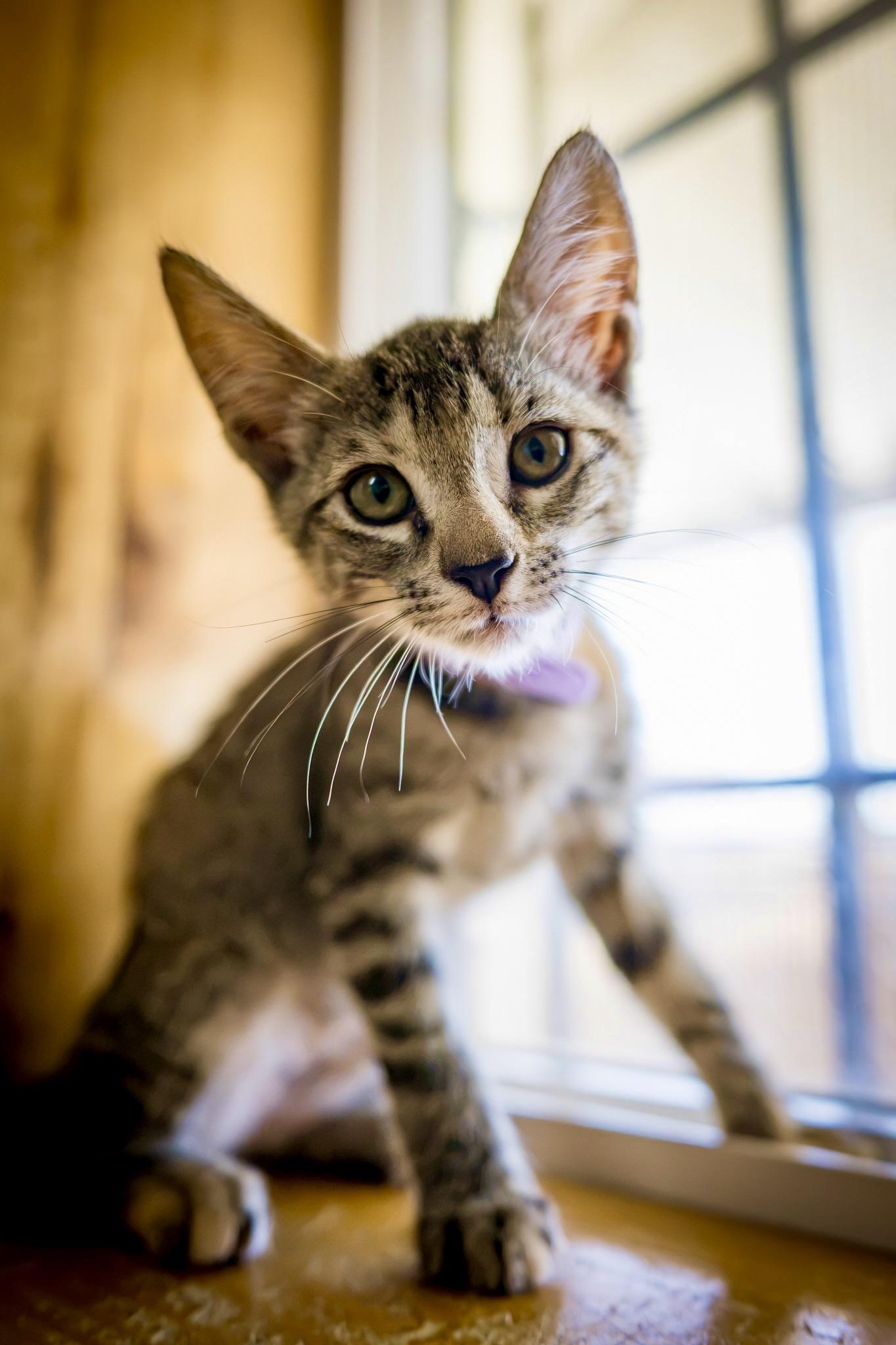 Enlarge LORETTA LYNN, a Adoptable Domestic Short Hair in Joshua Tree, CA image 1/3