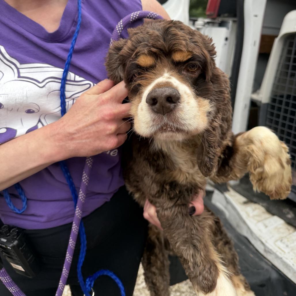 Jen's Moon, Adoptable, Senior Male Cocker Spaniel.
