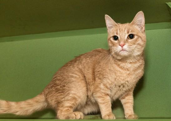 BLAZE, Adoptable, Young Male Domestic Short Hair.