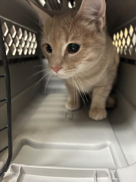 Enlarge BLAZE, a Adoptable Domestic Short Hair in Cookeville, TN image 1/1