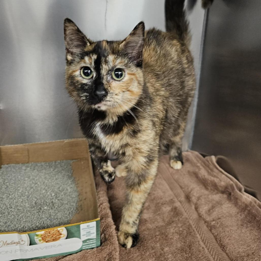 Jellybean, Adoptable, Young Female Domestic Short Hair.