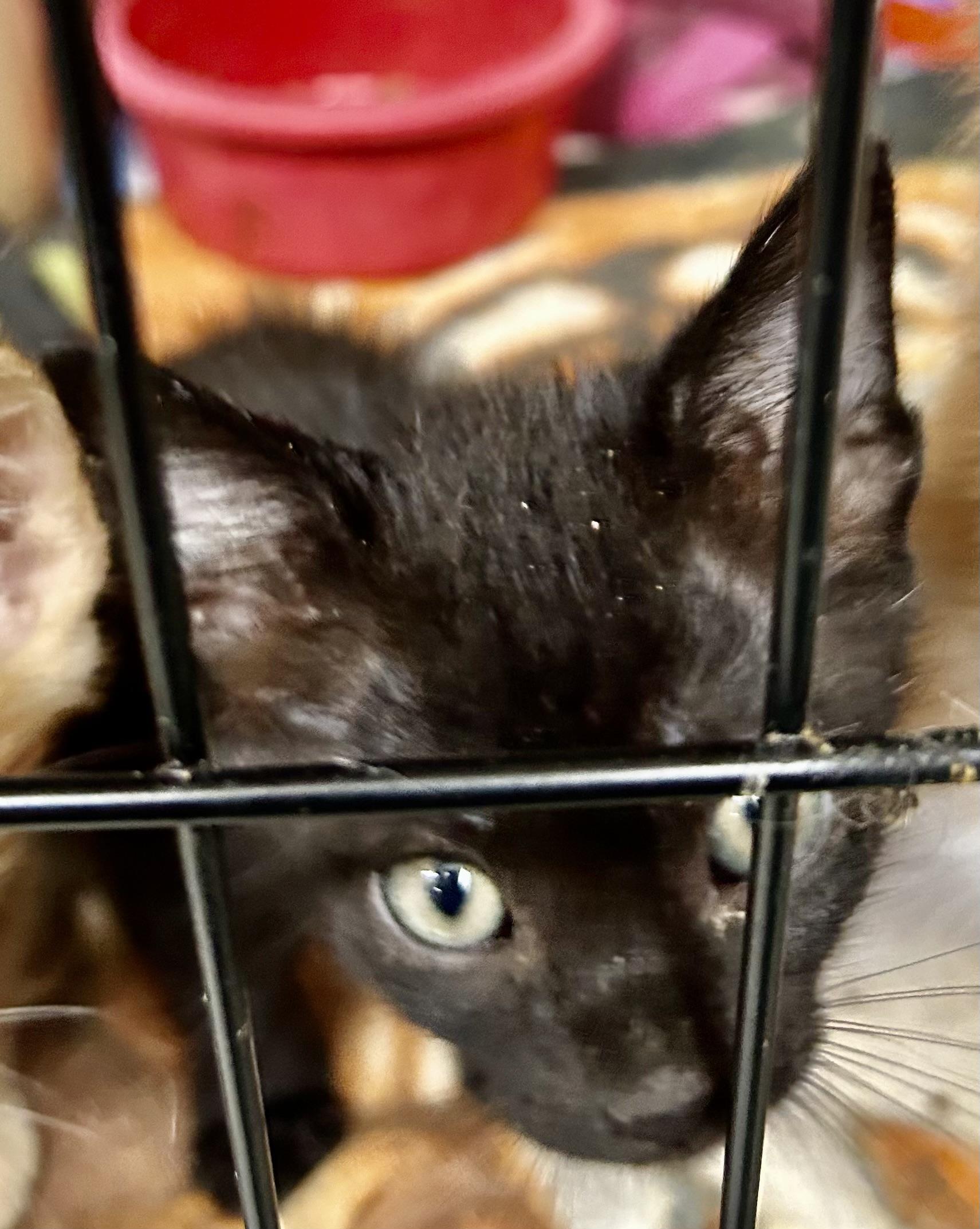 Biskit photo 2