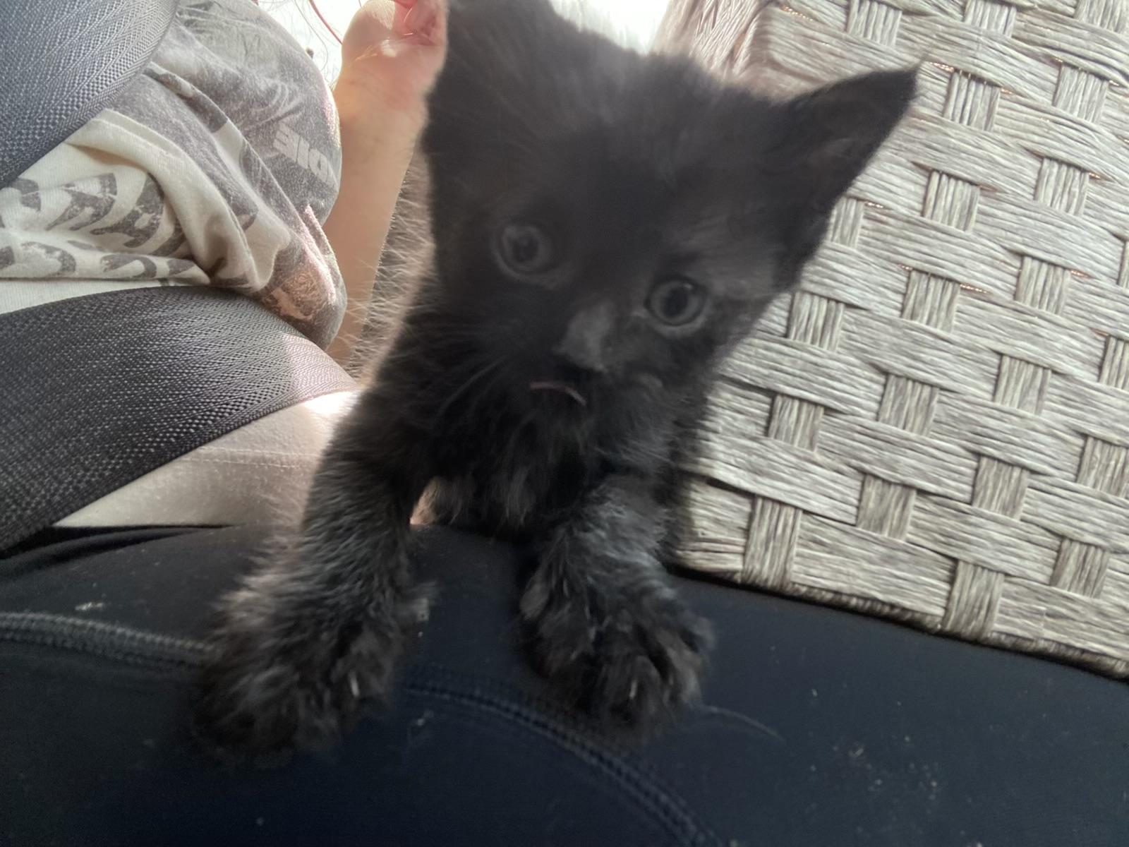 Biskit photo 5