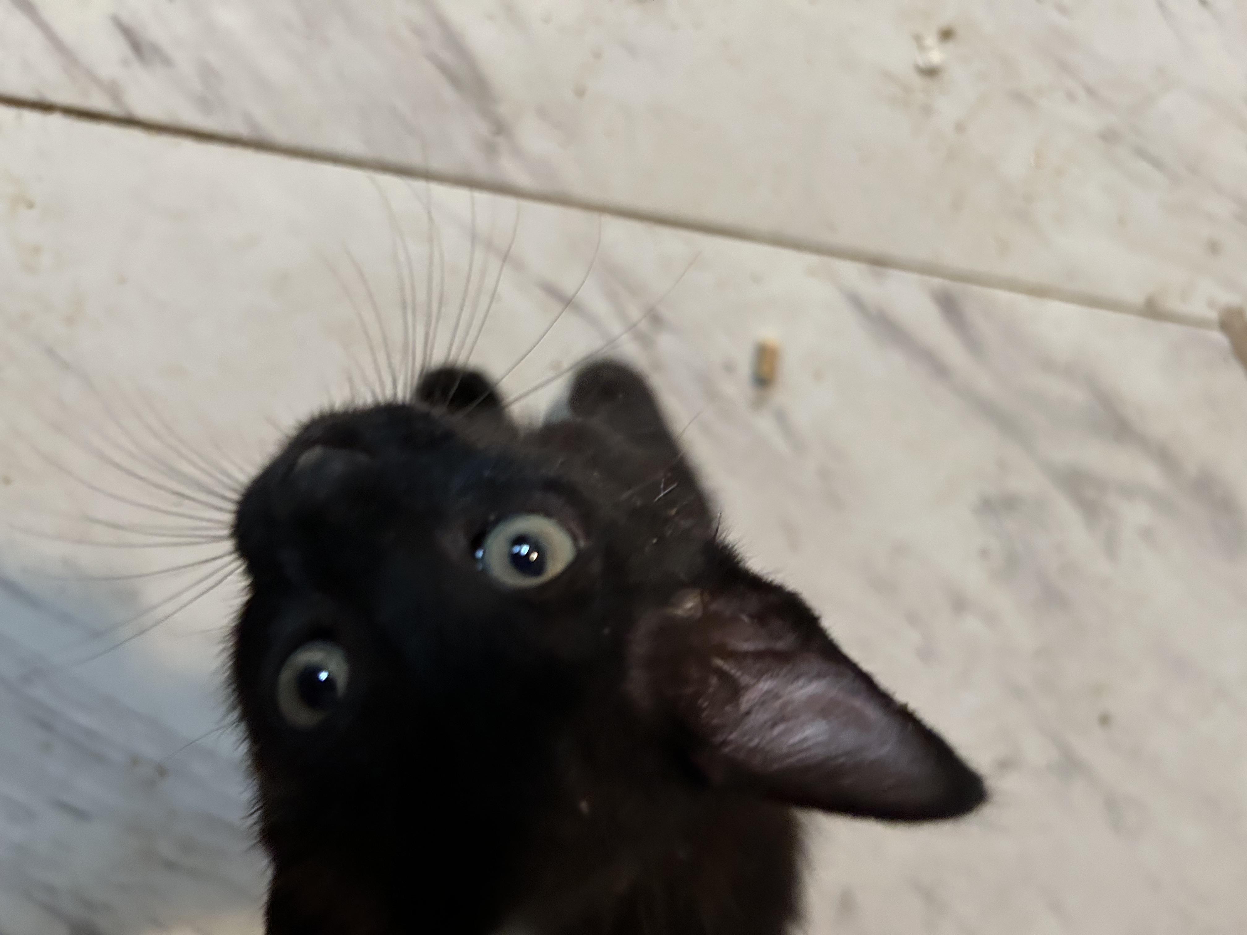 Biskit photo 3