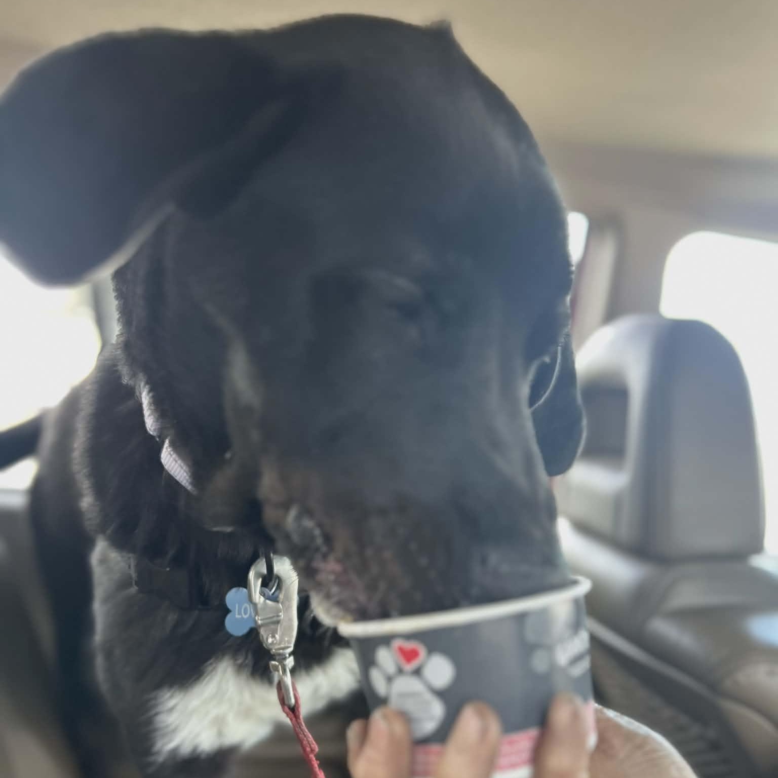 RUGER, an adopted mixed breed in Loveland, CO image 5/6