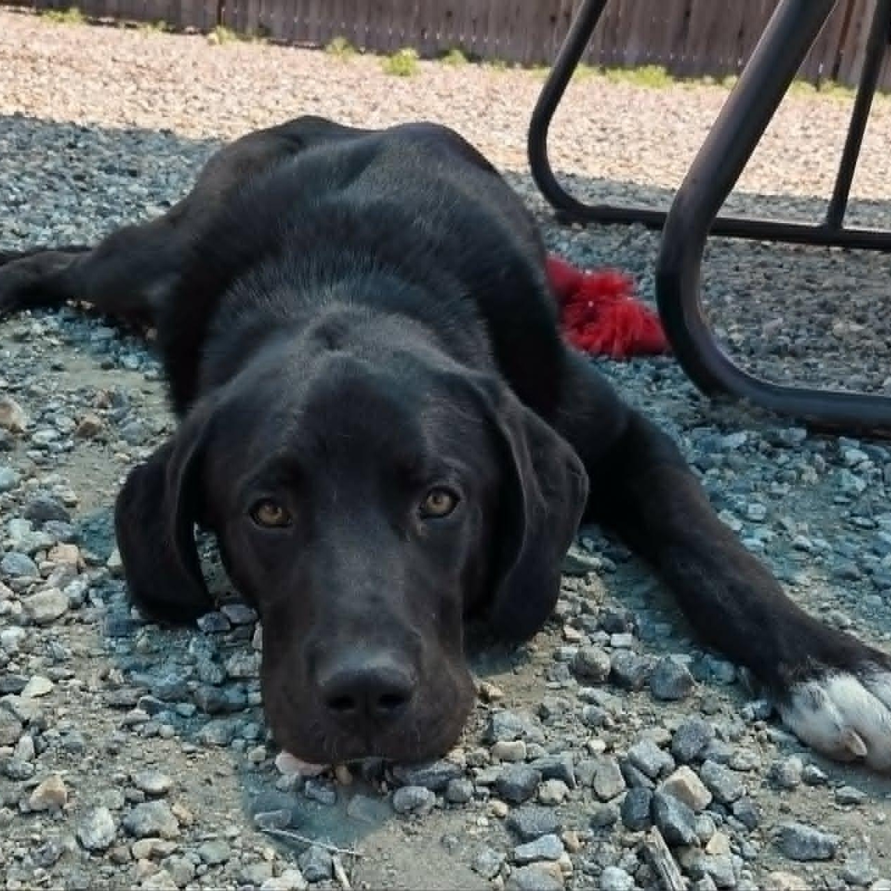 RUGER, an adopted mixed breed in Loveland, CO image 6/6