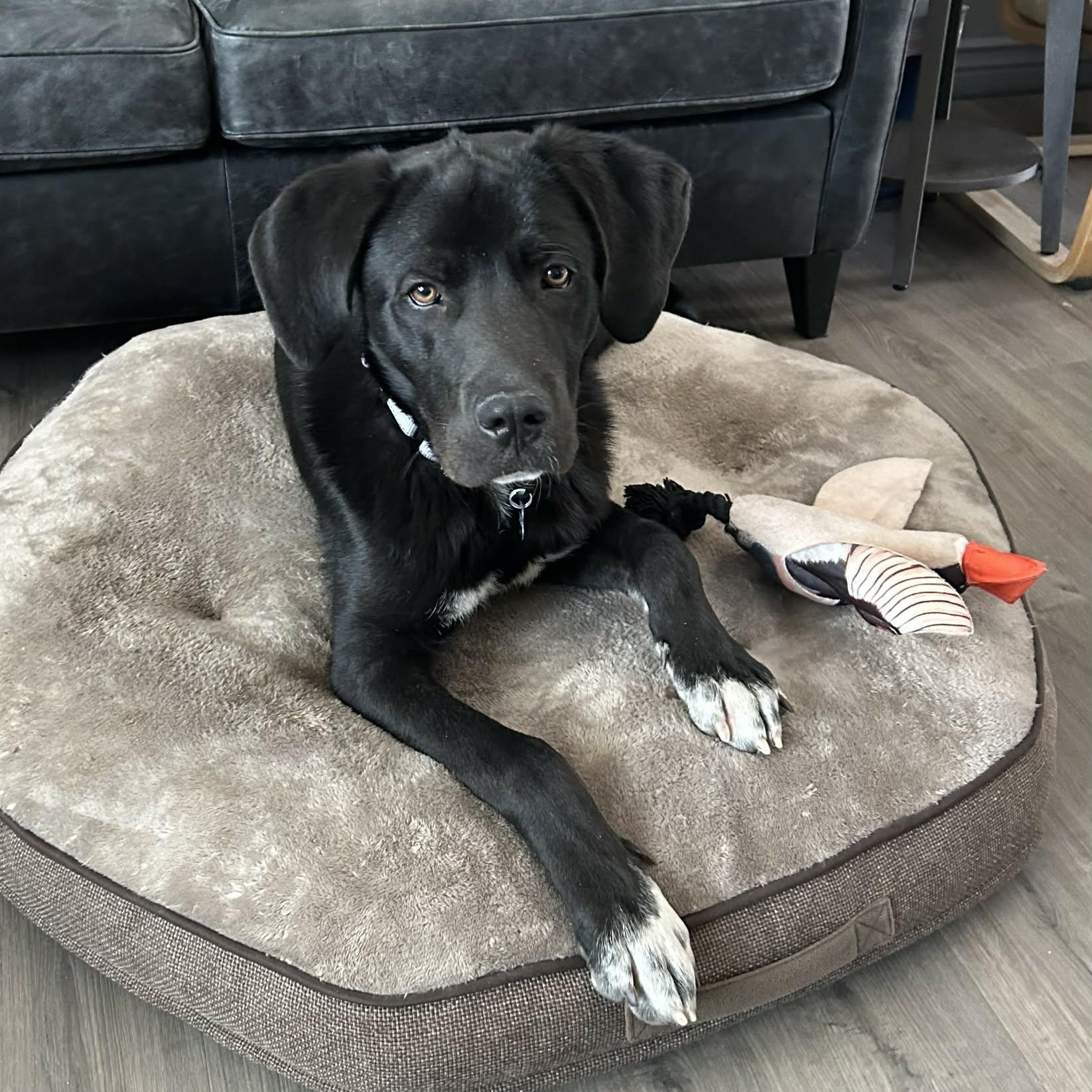 RUGER, an adopted mixed breed in Loveland, CO image 2/6