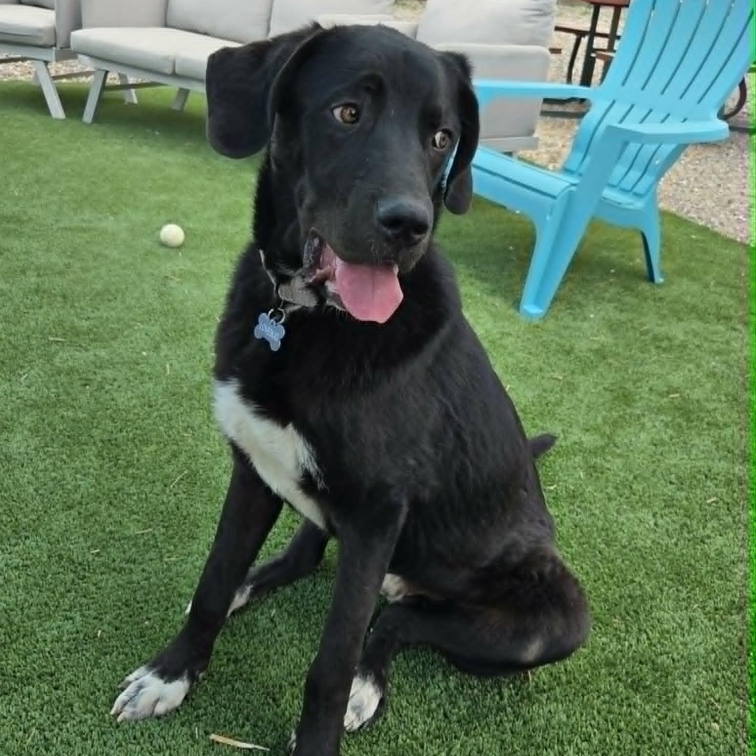 RUGER, adopted, Young Male Black Labrador Retriever.