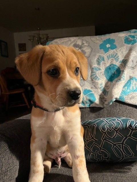 Enlarge Miles, a Adopted Mixed Breed in Riverside, IA image 1/1