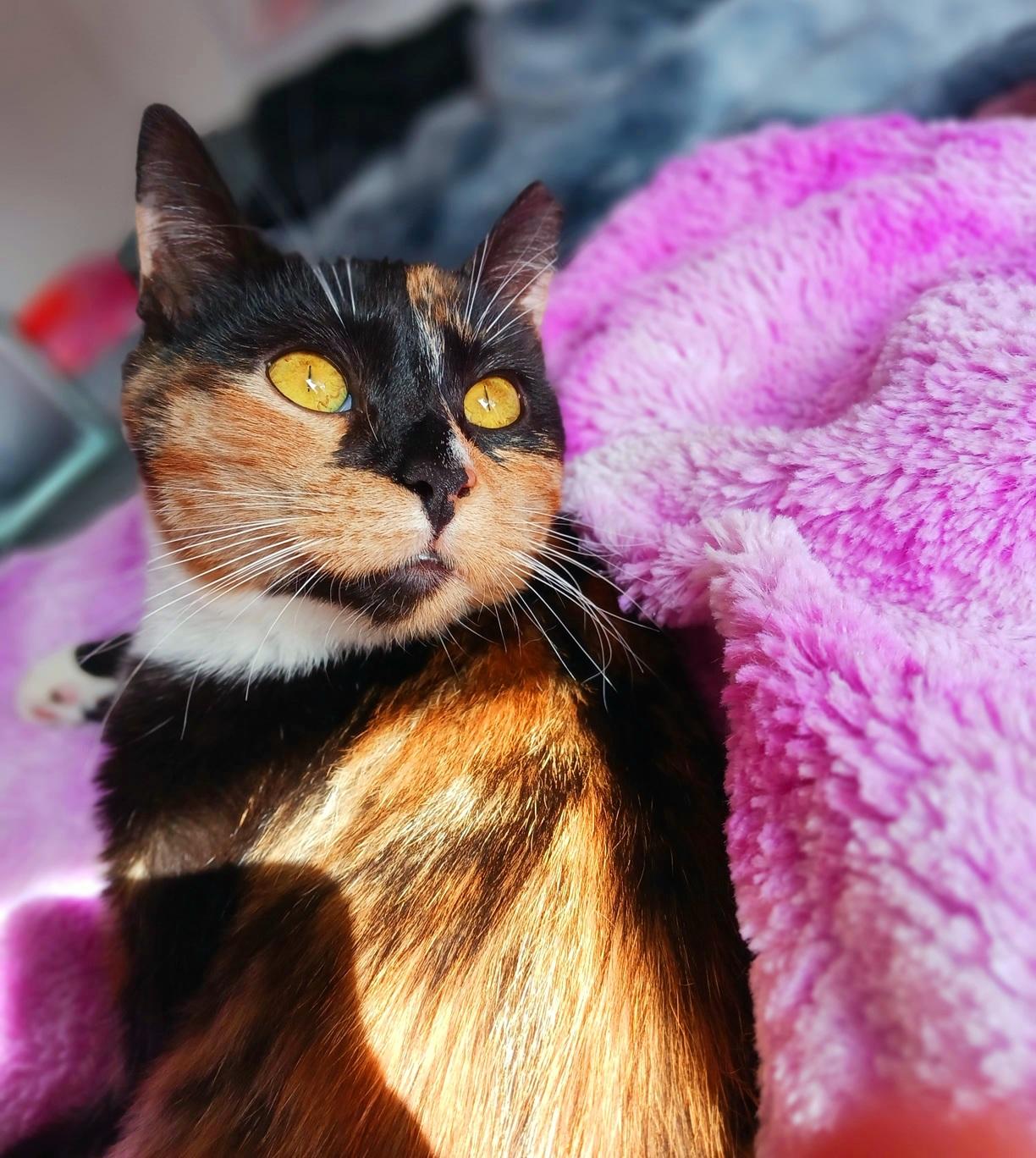 Enlarge Sophie Jane Amberleigh, a ADOPTABLE Calico in Mesa, AZ image 2/4