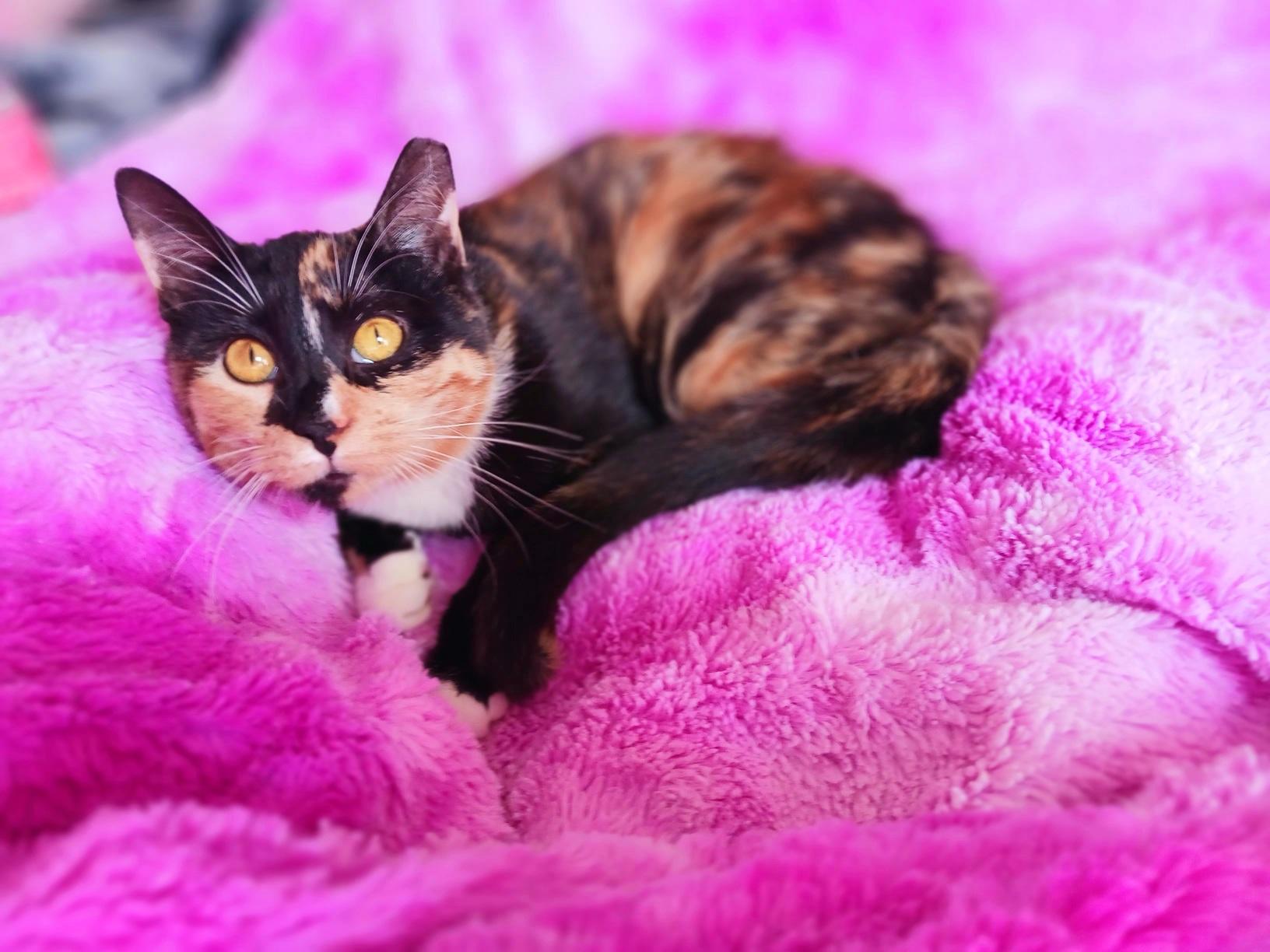 Enlarge Sophie Jane Amberleigh, a ADOPTABLE Calico in Mesa, AZ image 1/4