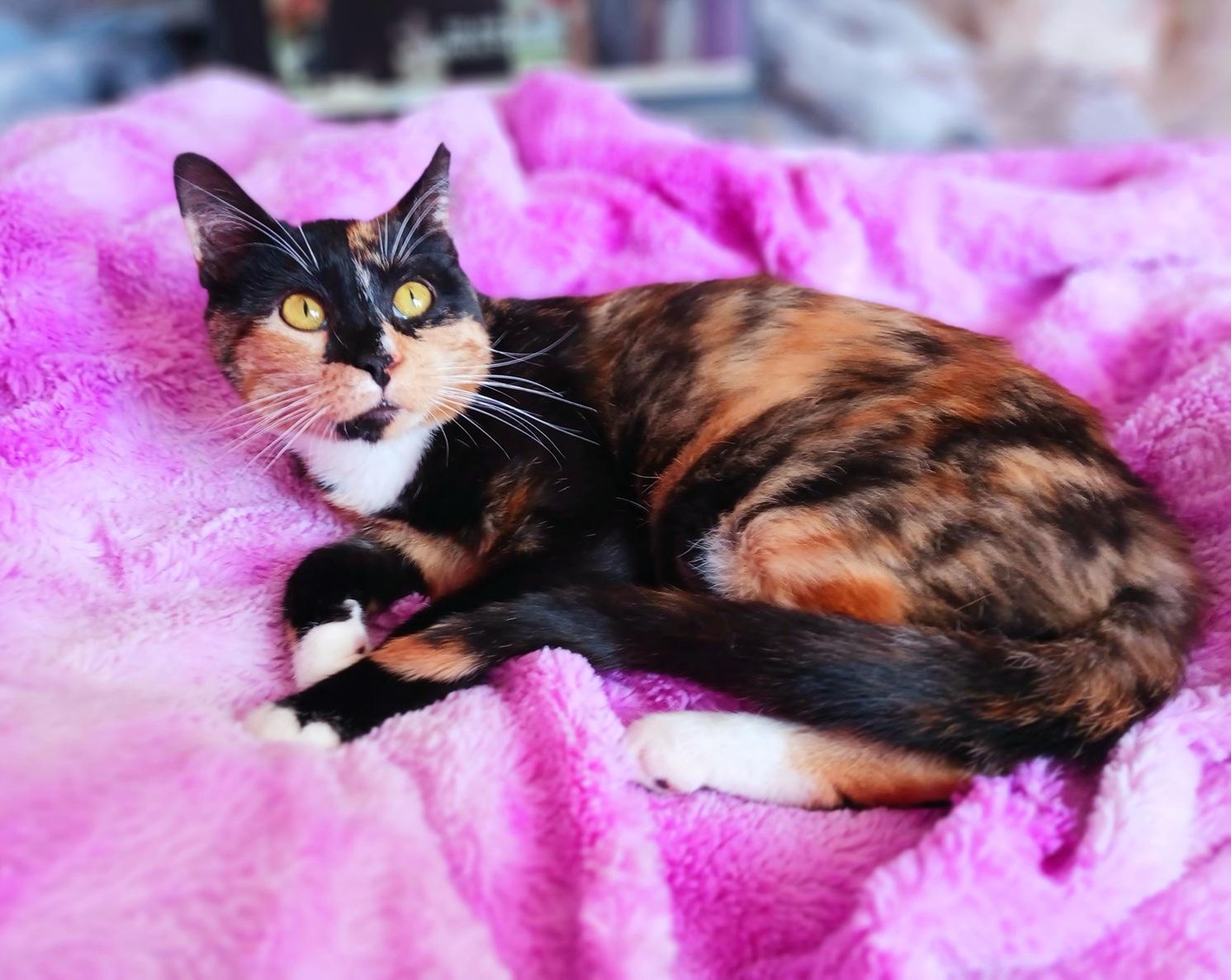 Enlarge Sophie Jane Amberleigh, a ADOPTABLE Calico in Mesa, AZ image 3/4
