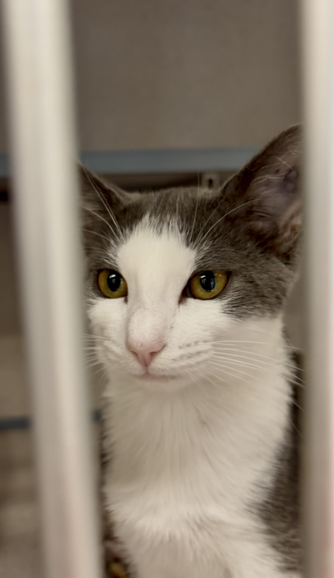 Evie- Sleek Kitty, an adopted Domestic Short Hair in Grass Valley, CA image 2/5