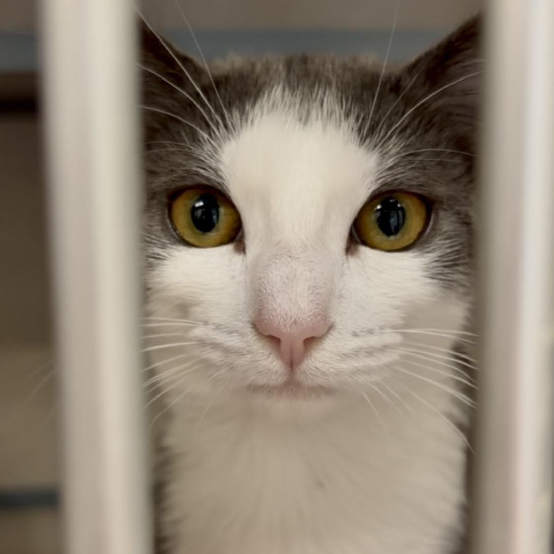 Evie- Sleek Kitty, an adopted Domestic Short Hair in Grass Valley, CA image 3/5