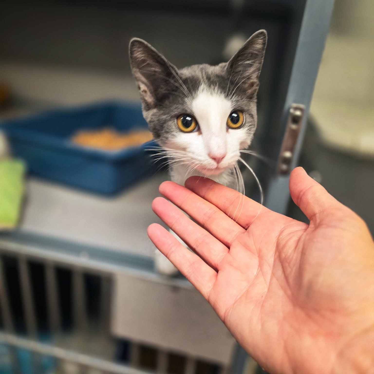 Evie- Sleek Kitty, adopted, Kitten Female Domestic Short Hair.