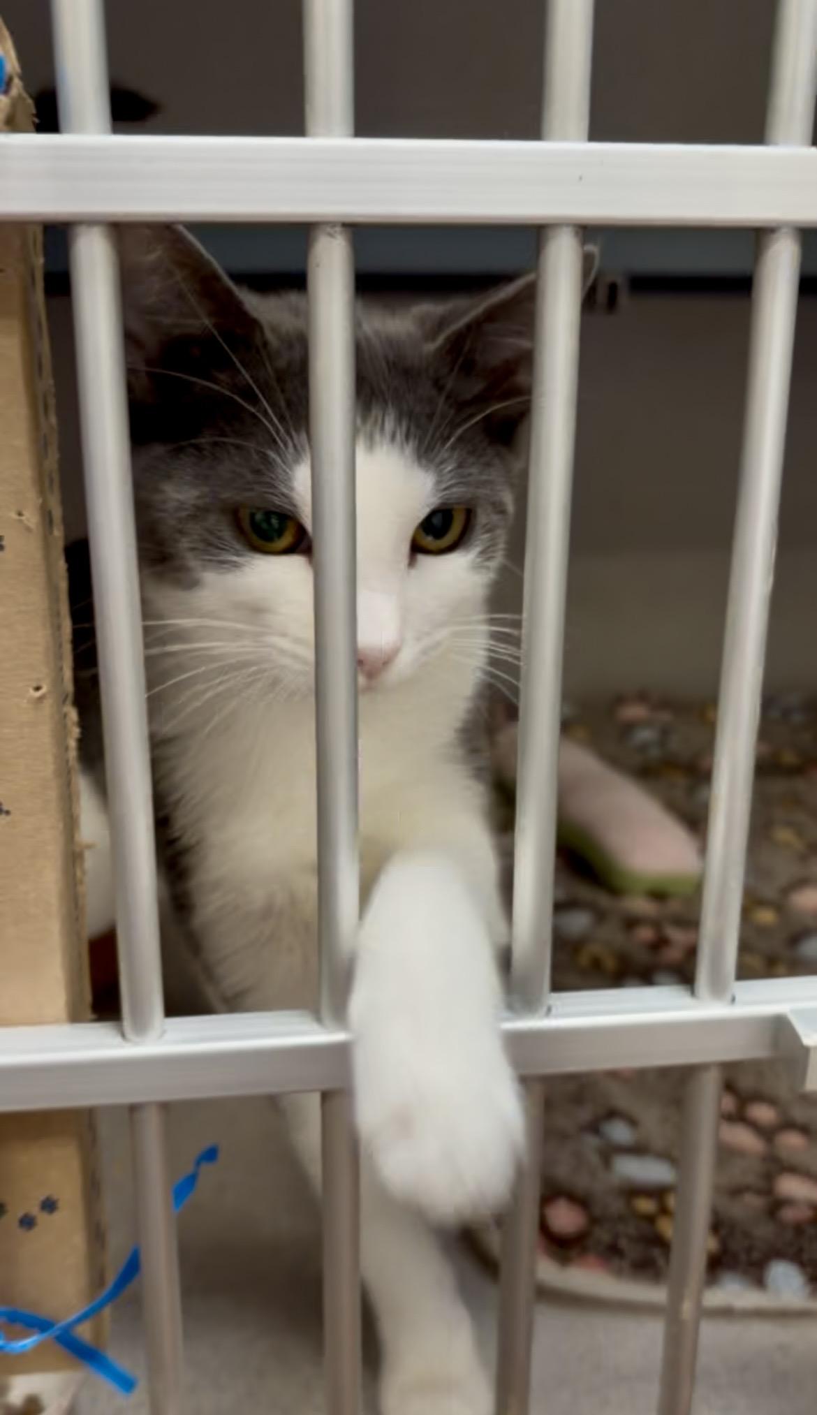 Evie- Sleek Kitty, an adopted Domestic Short Hair in Grass Valley, CA image 4/5