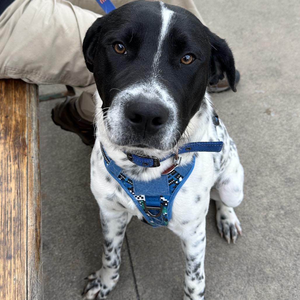 Rompkin 25-1772, Adoptable, Young Male Mixed Breed.