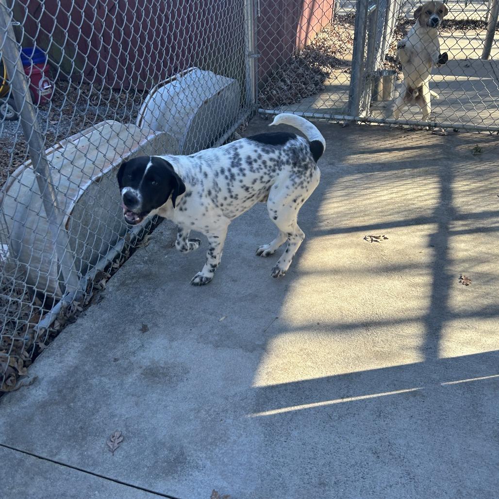 Enlarge Rompkin 25-1772, a Adoptable Mixed Breed in Yanceyville, NC image 2/4