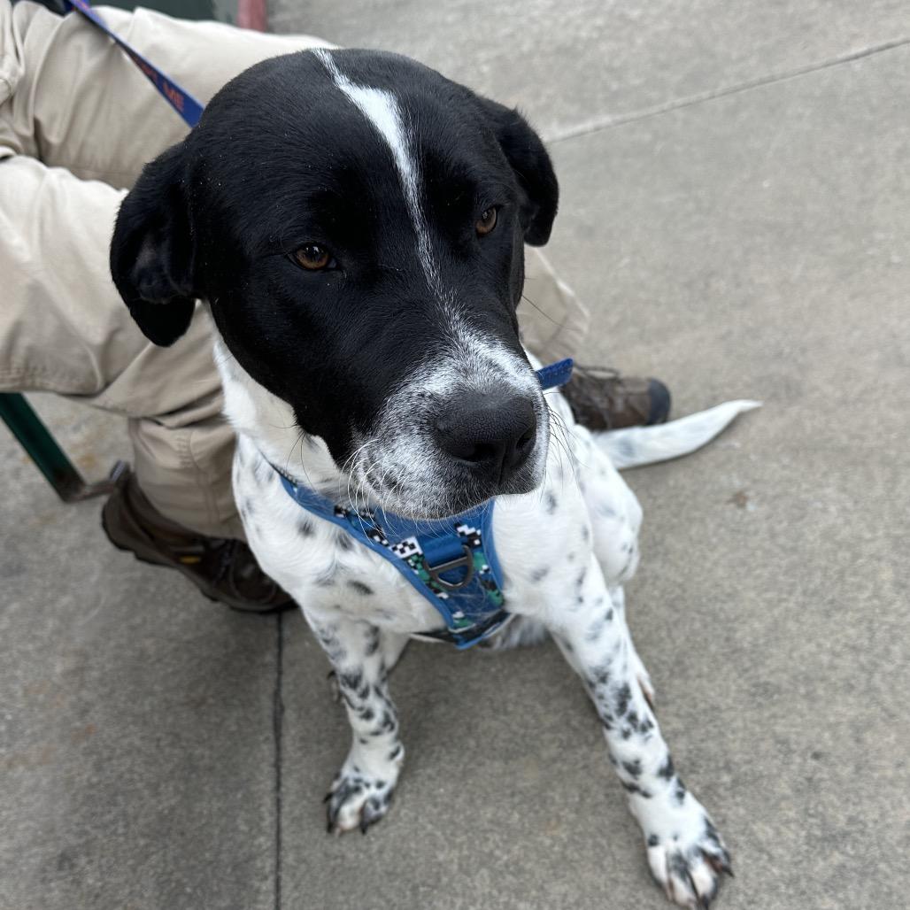 Enlarge Rompkin 25-1772, a Adoptable Mixed Breed in Yanceyville, NC image 3/4