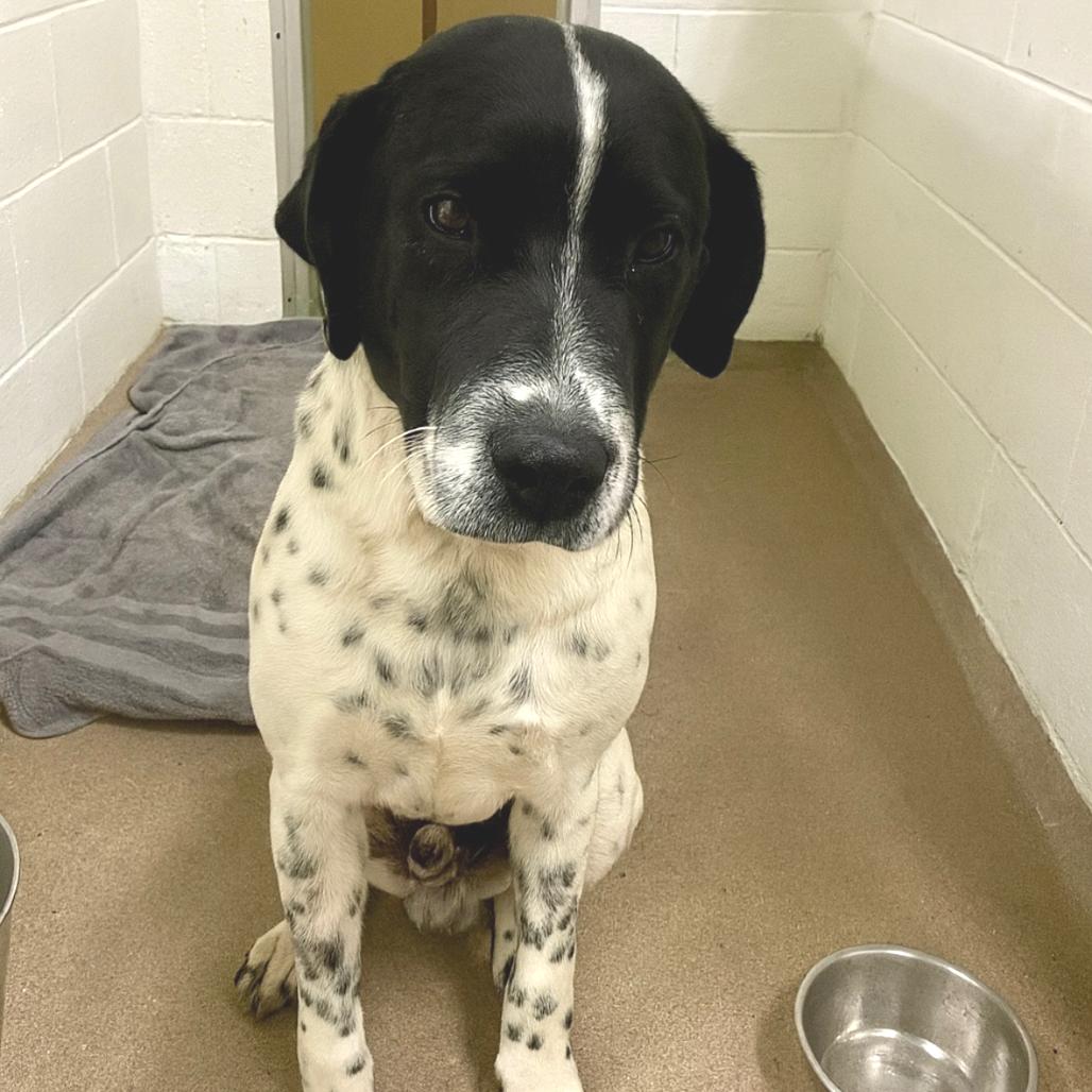 Enlarge Rompkin 25-1772, a Adoptable Mixed Breed in Yanceyville, NC image 4/4