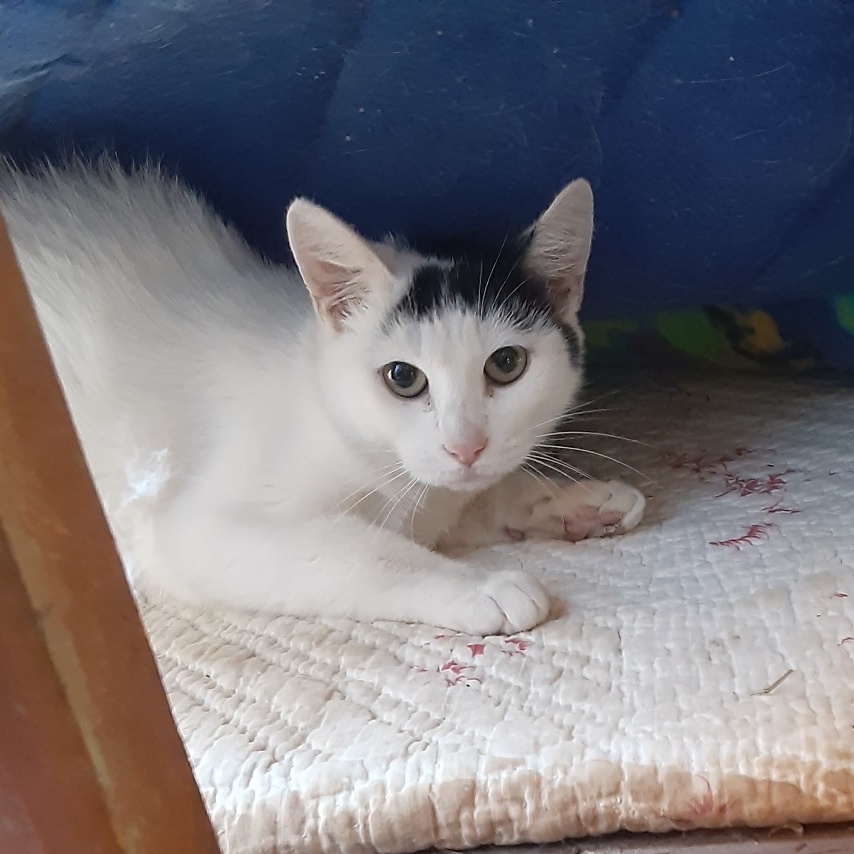 Katie, Adopted, Young Female Domestic Medium Hair.